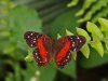 Scarlet Peacock Butterfly - Anartia Amathea